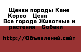 Щенки породы Кане-Корсо › Цена ­ 25 000 - Все города Животные и растения » Собаки   